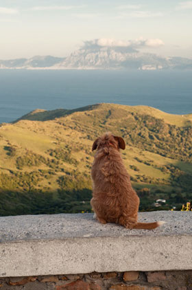 Hund in Andalusien