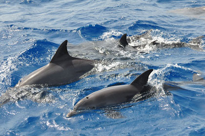 Delfine auf einem Bootsausflug