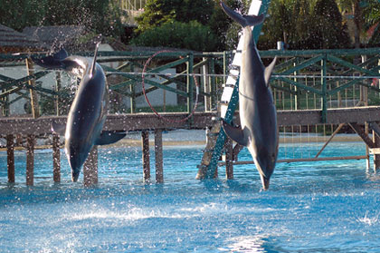 Delfine im Selwo Marina Delfinarium