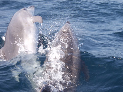 Delphine in der Meerenge von Gibraltar