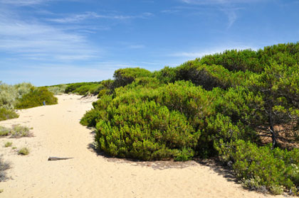 Dünen im Parque Nacional de Donana