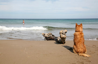 Hund am Strand in Almeria