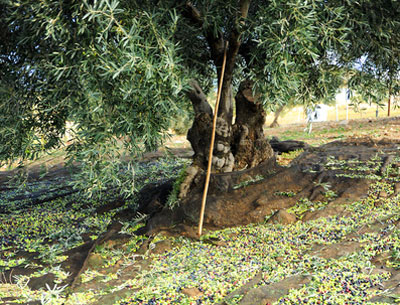 Olivenbaum in Jaen