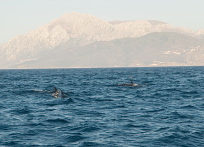 Wale in der Straße von Gibraltar