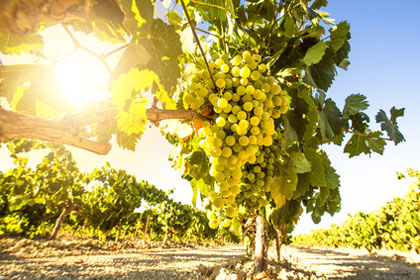 Weintrauben aus Andalusien