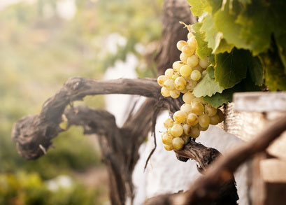 Bild von Weintrauben im Weinanbaugebiet