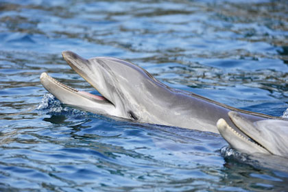 zwei Delfine